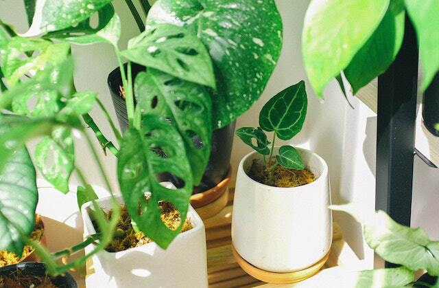 Various indoor plants that can help in removing the paint smell.