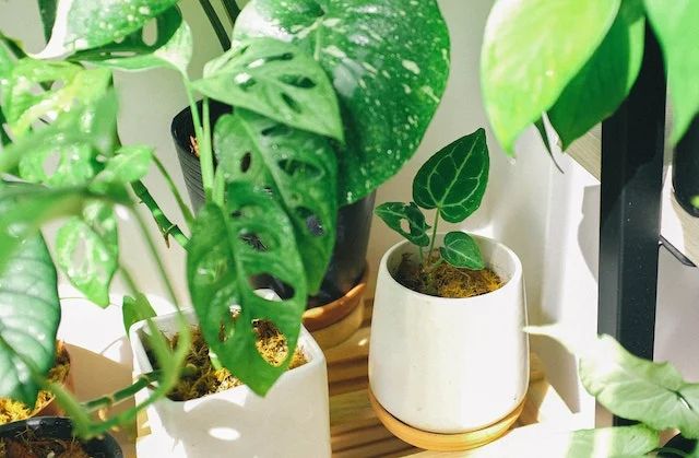 Various indoor plants that can help in removing the paint smell.