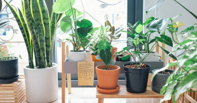 Various indoor plants used to purify air after painting.